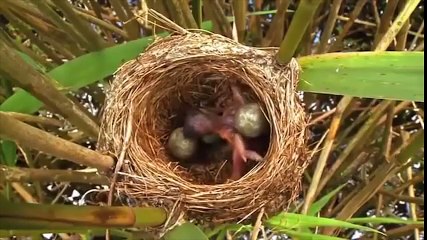 Bà mẹ bạc tình vả Đứa con sát thủ của loài chim Tu Hú