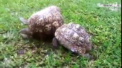 Tổng hợp clip hot trong ngày