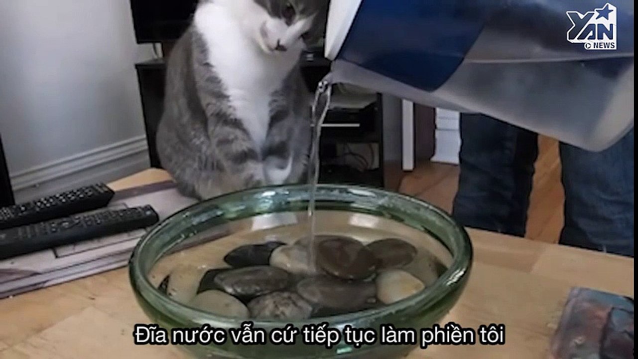 Buồn cười với nhật kí của chú mèo tự kỉ