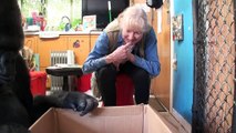 Cô khỉ đột Koko chăm sóc cho mèo con