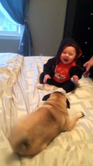 Pug Giggles