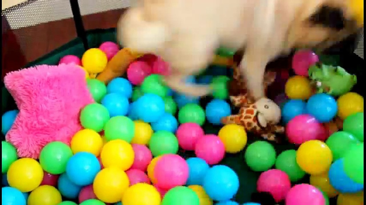 Pug goes crazy in his first ball pit!