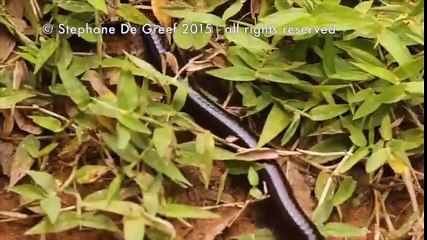 Rợn người trước cảnh đàn kiến tấn công cuốn chiếu khổng lồ