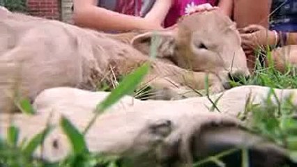 Incredibly rare 'double-faced' calf born - but she can only walk in circles