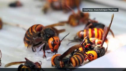 Bee-killing Asian hornet spotted in Britain for first time