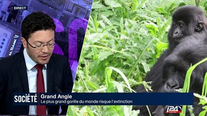 Grand Angle : le Panda toujours en "sursis"