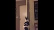 Curious Cat Attempts to Jump on Top of Door