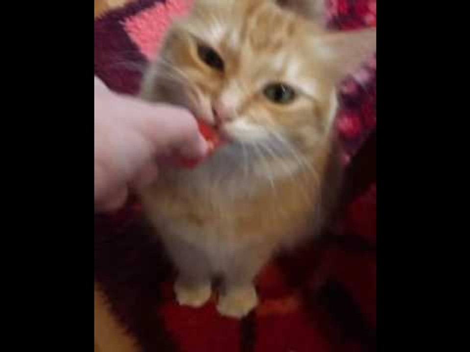 Stranger Than Fiction: Cat Enjoys Watermelon