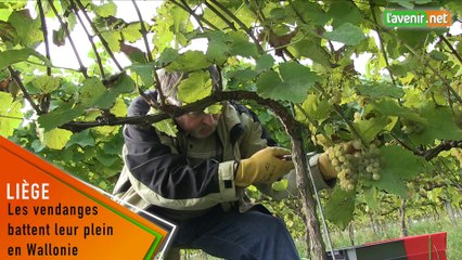 Les vendanges battent leur plein en Wallonie