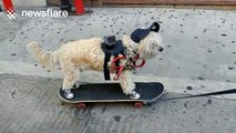 Dog wearing a hat and shoes skateboards down Broadway