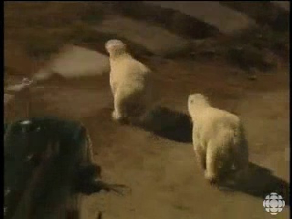 気候変動がホッキョクグマに脅威をもたらす (Sep.23 1999)
