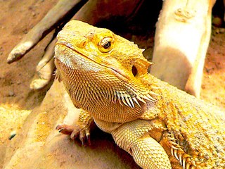 Perfect Pet: 3 Reptiles You'll Want to Take Home