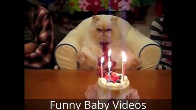 Funny Videos Try Not To Laugh Challenge Funny Pranks Funny Bloopers Funny Fails REACTION!