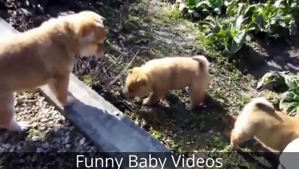 Try Not To Laugh Or Grin *HARD VERSION* - Funny Videos (Compilation 2016)