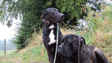 Le Rakuen promenades 2016-08 Jazz HD