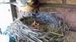 Gross!  See how robins clean their nests