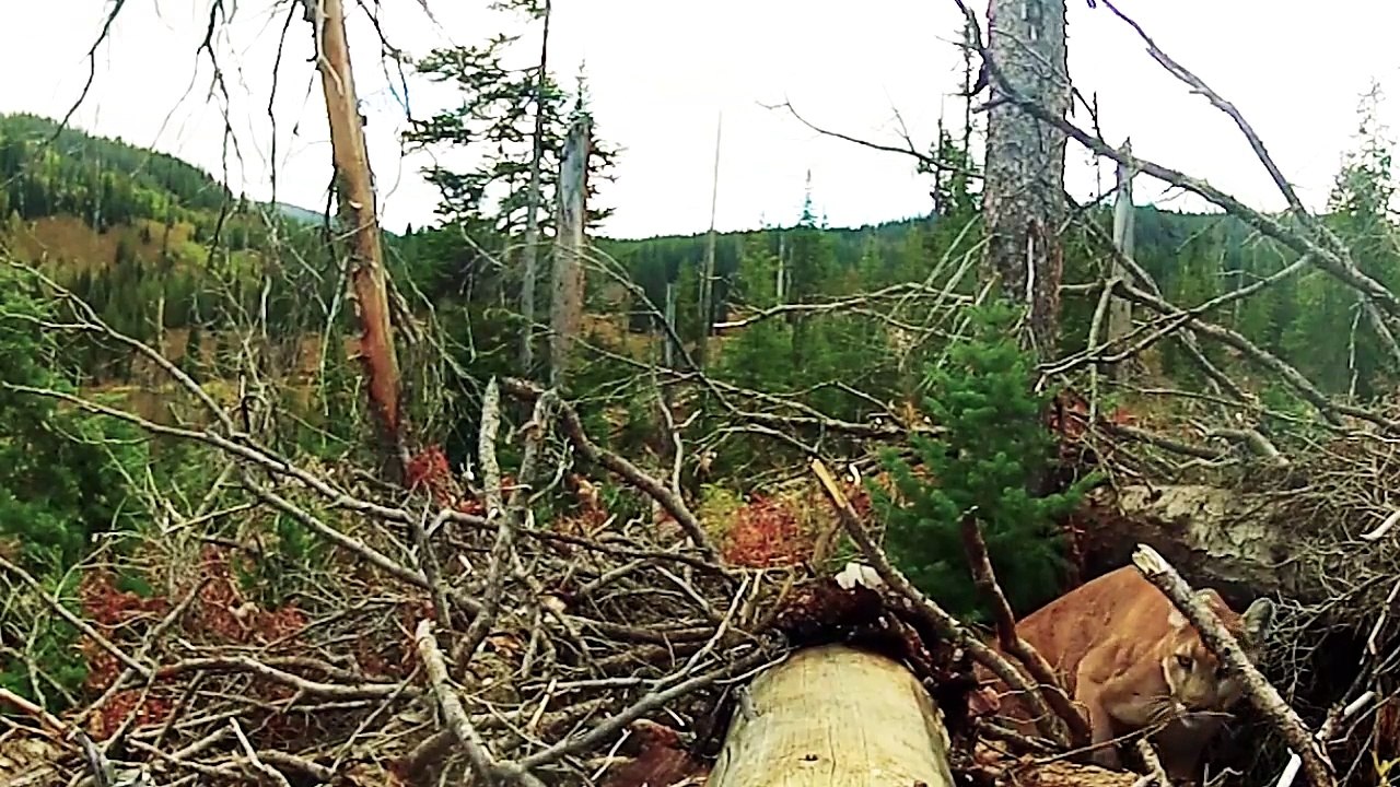 Cameras Reveal the Secret Lives of a Mountain Lion Family ll Short Film Showcase