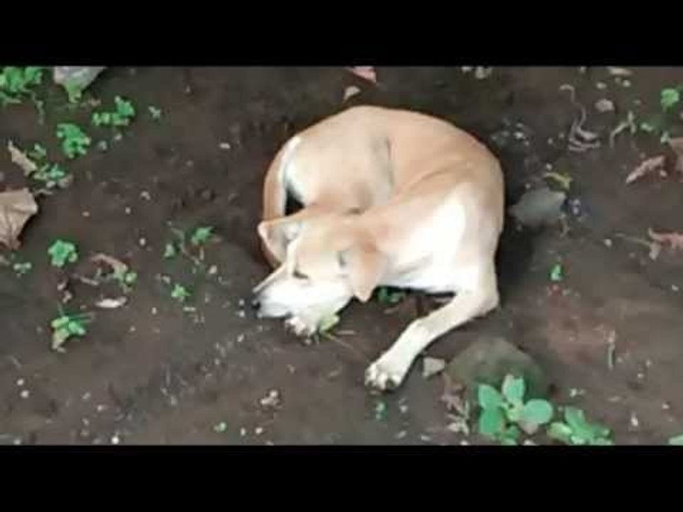 LAZY DOGS