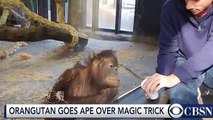orangutanın gülme krizine girdiği sihirbazlık numarası
