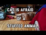 Cute Cat Meets Stuffed Lizard in Extremely Intense Standoff