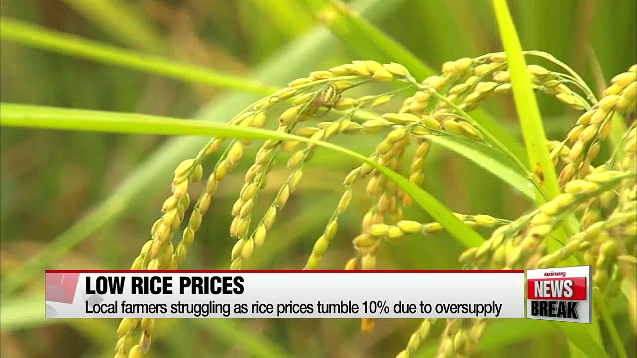 Local farmers struggling as rice prices tumble 10% amid oversupply