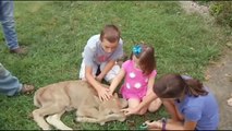 Two Faced Calf Born In Kentucky (USA)