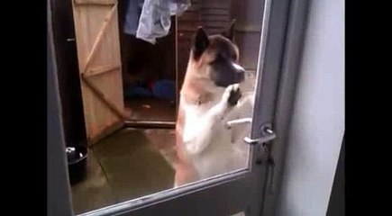 Chú chó thông minh tự mở cửa