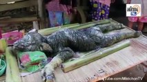 Trâu lai cá sấu kì lạ ở Thái Lan