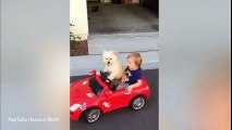 Hết hồn khi chó cưng lái xe chở cậu chủ đi chơi