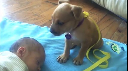 Chú chó ngủ gật khi trông em bé thu hiệt hàng triệu views