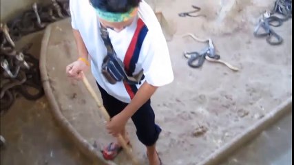 Lạnh người với cảnh dọn dẹp chuồng rắn hổ mang