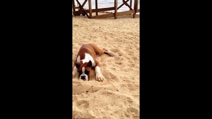Cười ra nước mắt với cảnh chú chó ăn chanh