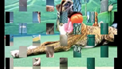 Canine Training San Marcos