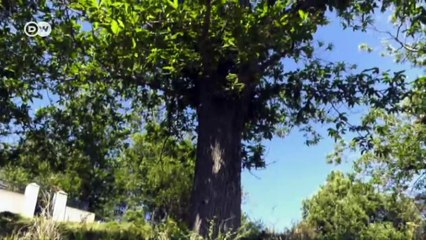 Freilaufende Schweine spalten Korsika | Fokus Europa