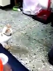 Cat defends child قط يدافع عن طفل