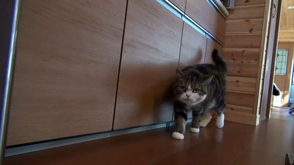 Cat calls older friend to the rescue