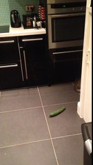 Cat freaks out at cucumber