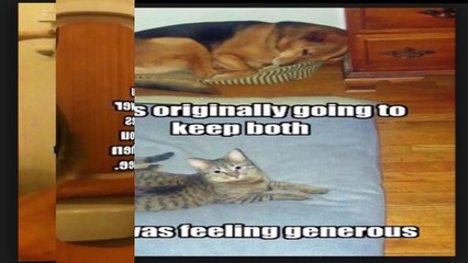 cat funny playing funny cat funny video Cats scared of Cucumbers Compilation funny clips