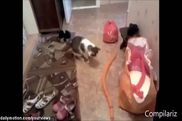Cat gets scared by fake snake