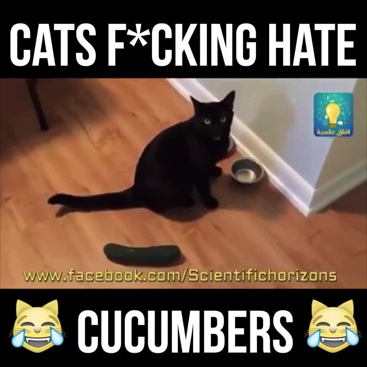 Cat Hates Cucumber