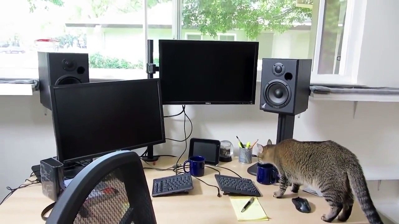 Cat gets food for the balls