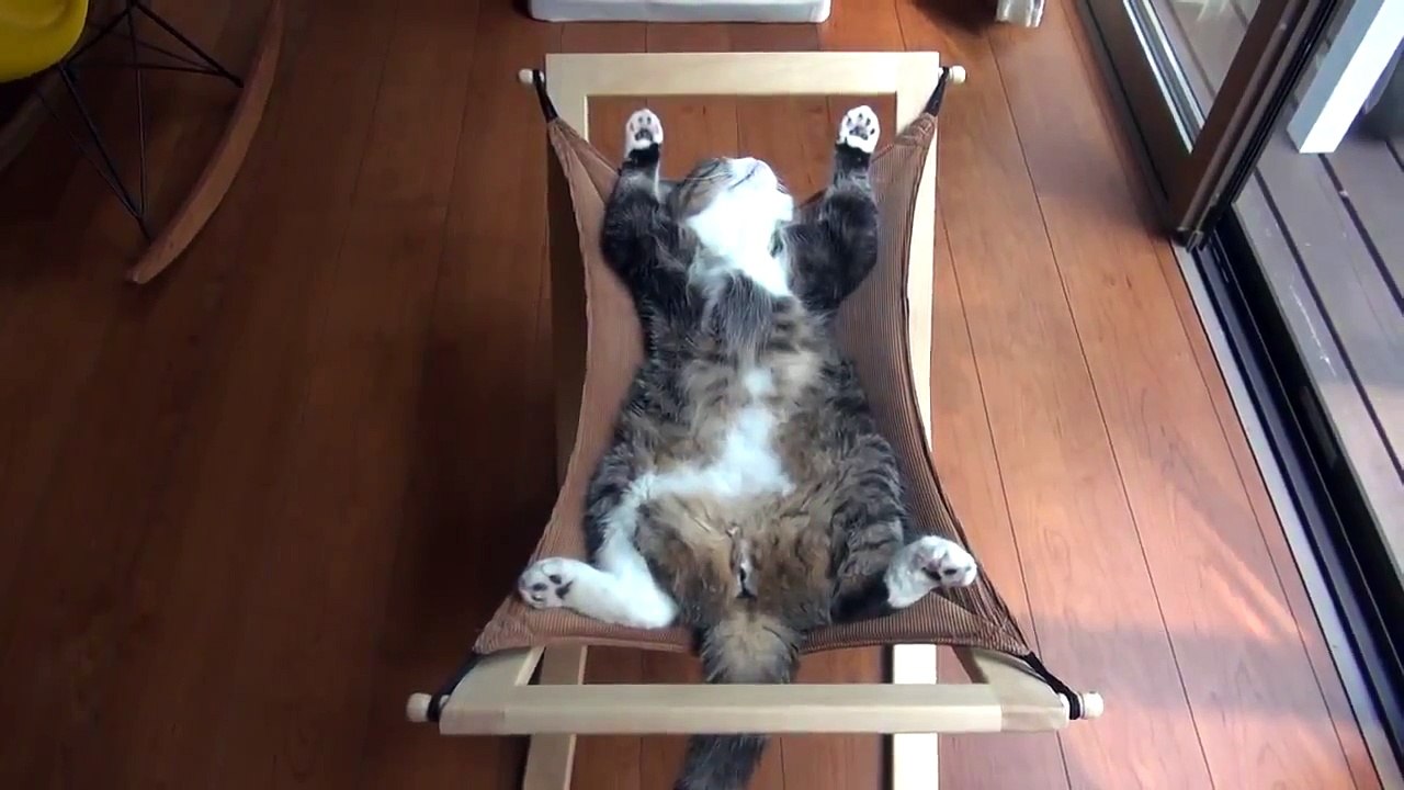 Cat in hammock