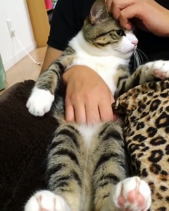 CAT LIKES BELLY RUB