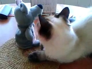 Cat playing (Funniest clips 2016)