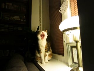 Cat Vertical Stretch Compilation