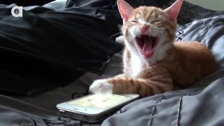 Cat playing an iPhone
