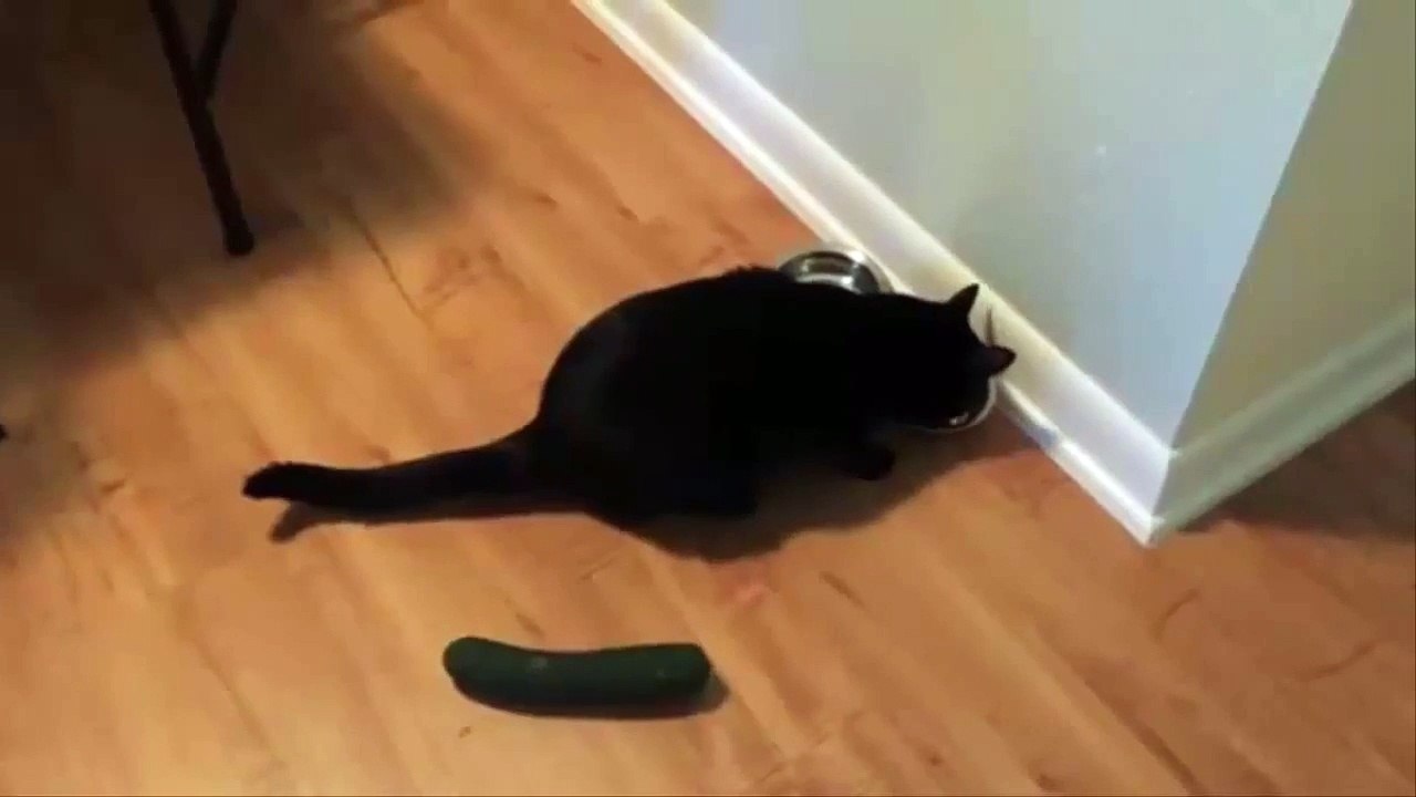 Cat Scared of Cucumber React Zone