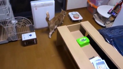 Cat reacts to the word food