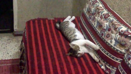 Cat sleeping on desk