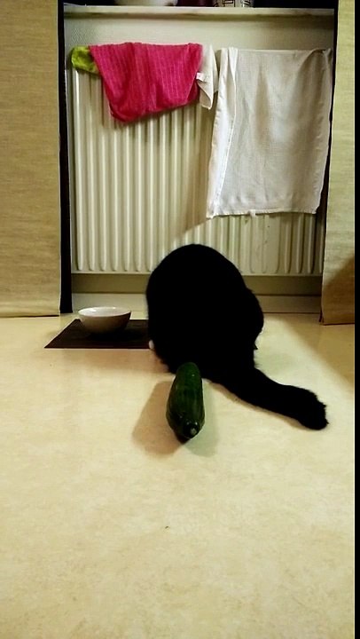 Cat vs cucumber no fuck given